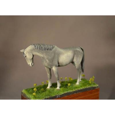 Cheval de selle