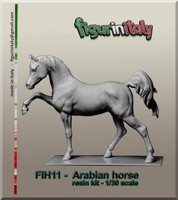 Arabian horse