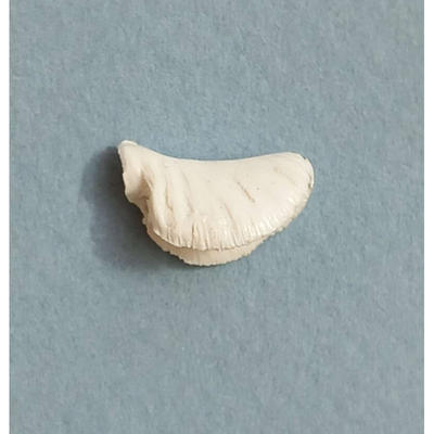 Horse Parts - British style horse tail (short)