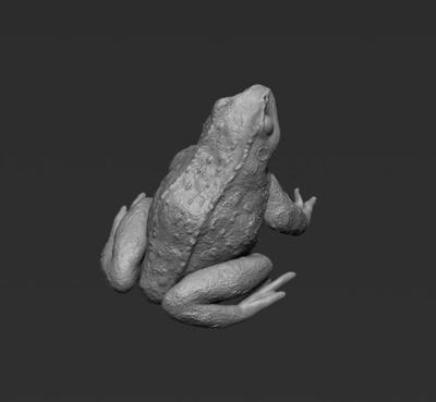 2 x Single Sitting Frogs on Stone