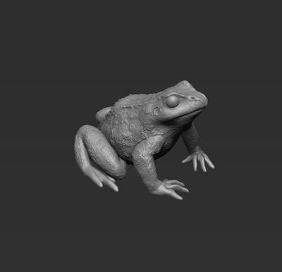 2 x Single Sitting Frogs on Stone